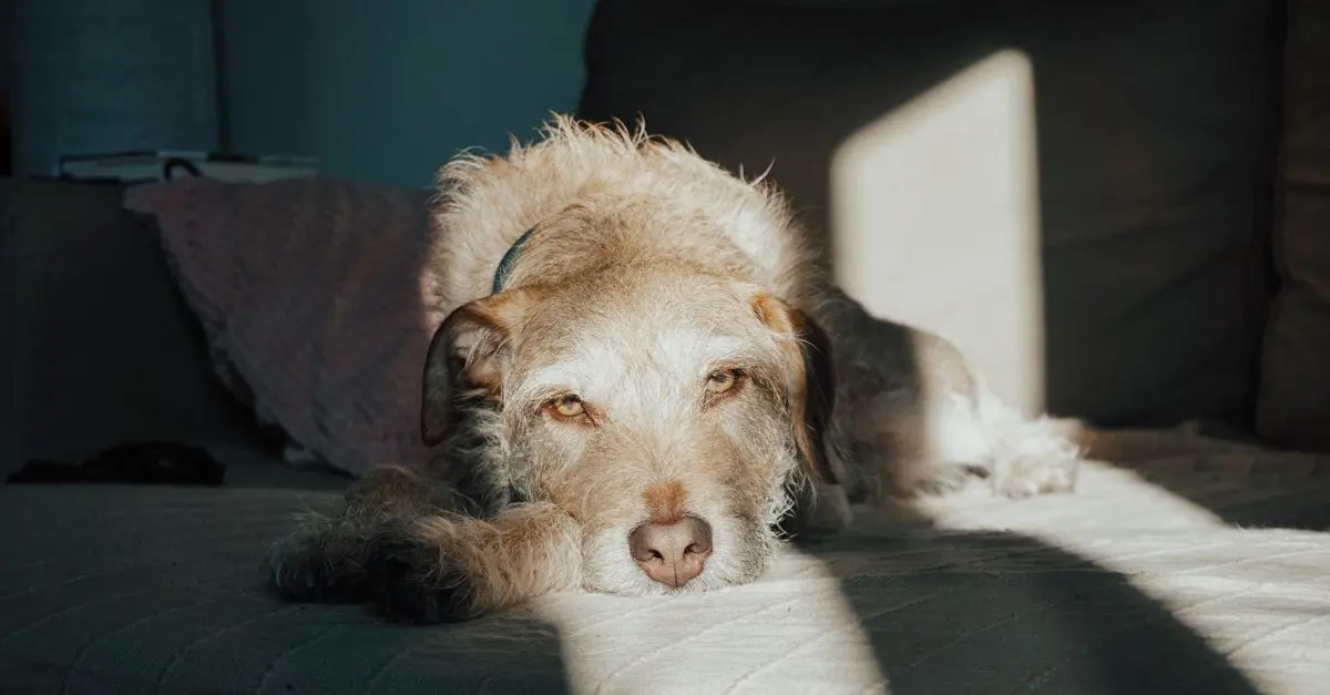 Les Avantages d'une Sieste Quotidienne