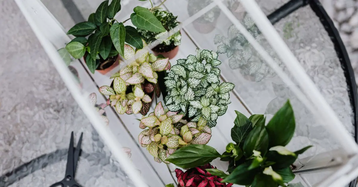 Les Meilleures Plantes pour Améliorer le Sommeil